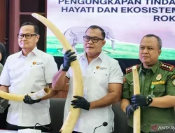 Bareskrim Polri Bongkar Sindikat Perdagangan Gading Gajah Senilai Rp2,3 Miliar