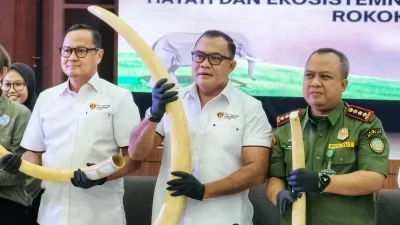Bareskrim Polri Bongkar Sindikat Perdagangan Gading Gajah Senilai Rp2,3 Miliar