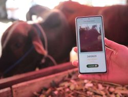 Periksa Ketat Hewan Kurban, Gunakan Aplikasi “e-Selamat”