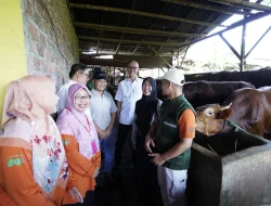 Wali Kota Sukabumi Tinjau Kesiapan Hewan Kurban Jelang Idul Adha
