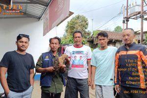 Elang Jawa Langka Dievakuasi di Nagrak Sukabumi, Alami Cidera Usai Tabrak Jendela Warga